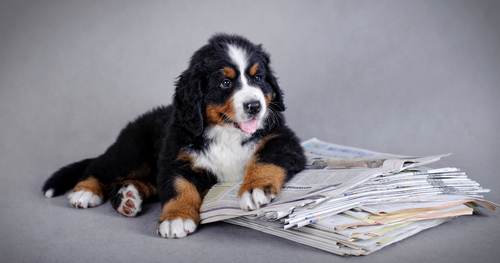 Veterinary Industry News: January/February Roundup